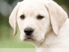 paris-okeanas-elite-105-weeks-http-okeanas-lt-vad-1934010598057
