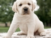 paris-okeanas-elite-5-weeks-male-nr-1-http-okean