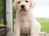 paris-okeanas-elite-7-weeks-http-okeanas-lt-vada-1890138861291