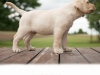 paris-okeanas-elite-7-weeks-http-okeanas-lt-vada