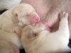 pedigree-http-www-okeanas-lt-vada_p-html-large-htt
