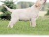 picaso-okeanas-elite-10-weeks-http-okeanas-lt-pi-1923103405384