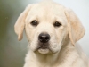picaso-okeanas-elite-10-weeks-http-okeanas-lt-pi-1926232363606