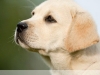 picaso-okeanas-elite-10-weeks-http-okeanas-lt-pi
