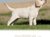 picaso-okeanas-elite-11-weeks-http-okeanas-lt-pi