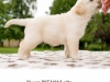 picaso-okeanas-elite-5-weeks-male-nr-2-http-okea