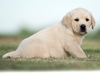 picaso-okeanas-elite-8-weeks-http-okeanas-lt-picas