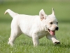 picaso-okeanas-elite-9-5-weeks-http-okeanas-lt-p