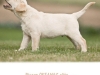 picaso-okeanas-elite-for-sale-9-weeks-http-okean-1911684319914