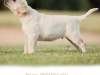 picaso-okeanas-elite-for-sale-9-weeks-http-okean