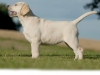 plaza-okeanas-elite-pet-for-your-home-http-www
