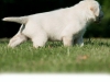 polar-okeanas-elite-65-weeks-will-be-serious-dog-1872746306488