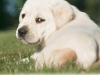 polar-okeanas-elite-65-weeks-will-be-serious-dog