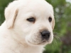 polar-okeanas-elite-bear-polar-bear-http-okeanas