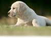 polar-okeanas-elite-http-okeanas-lt-polar-html-9-w