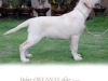 polar-okeanas-elite-photo-and-owner-robslyne-s-lab