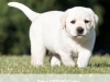 polar-okeanas-elite-polar-bear-http-okeanas-lt-p-1874310185584