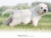 polar-okeanas-elite-polar-bear-http-okeanas-lt-p
