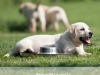 puppies-tv-cinema-stars-1928443938894