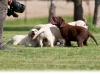 puppies-tv-cinema-stars