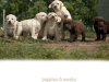 puppies