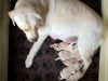very-good-news-5-puppies-3-males-pedigree-http-o