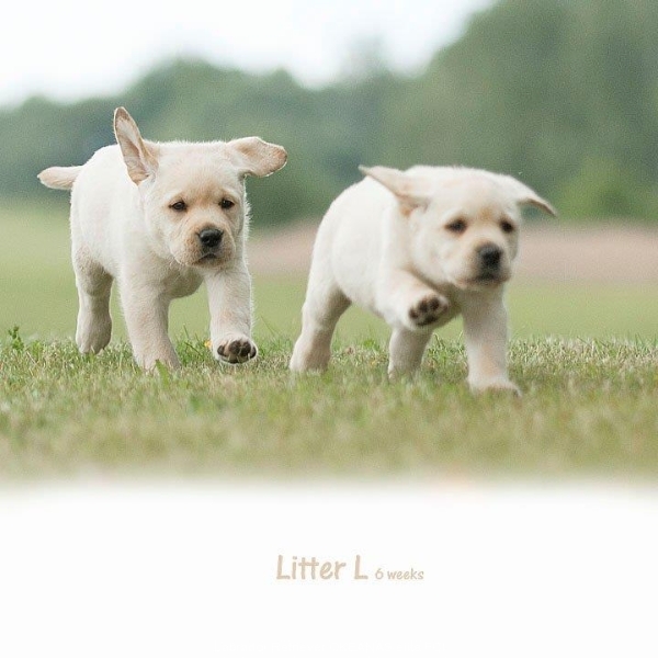 together-sorry-litter-p