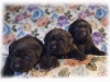 three-funny-bears-22th-day