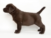 today-female-nr-1-7-weeks-available-http-postimage-2592506420041