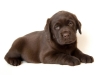 today-female-nr-1-7-weeks-available-http-postimage-2593444163484