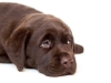 today-female-nr-1-7-weeks-available-http-postimage
