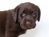 today-female-nr-3-6-weeks-today-for-sale-possible