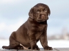 today-male-nr-1-6-weeks-http-postimage-org-image-e-2551003902504