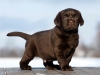 today-male-nr-2-6-weeks-available-http-postimage