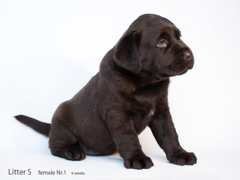 today-female-nr-1-6-weeks-for-sale-possible-transp-2546005497547