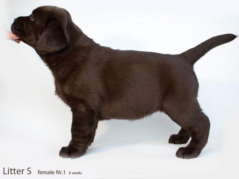 today-female-nr-1-6-weeks-for-sale-possible-transp
