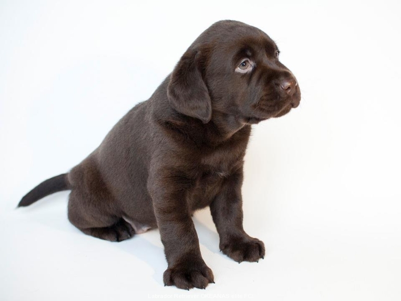 today-female-nr-2-6-weeks-for-sale-possible-transp