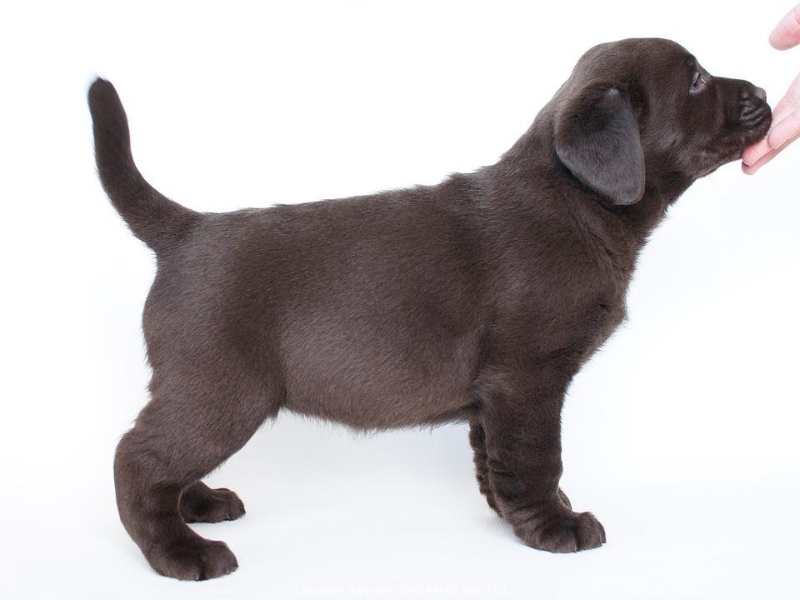 today-female-nr-3-6-weeks-for-sale-possible-transp