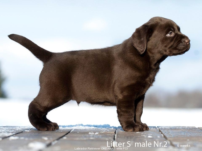 today-male-nr-2-6-weeks-available-p-s-possible-tra