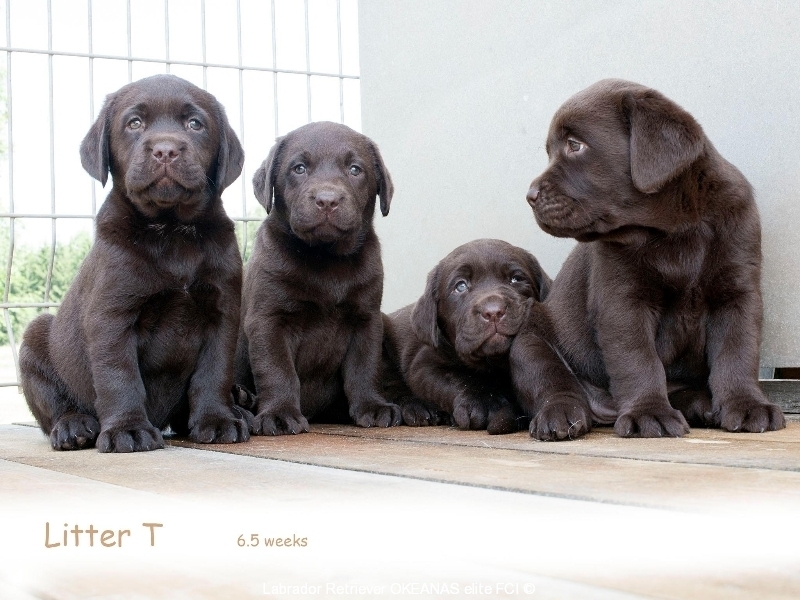 last-from-this-series-65-weeks-puppies