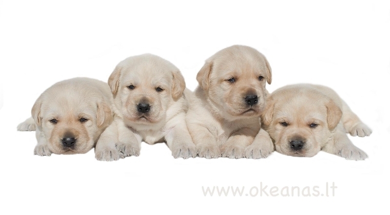 cute-puppies-http-www-okeanas-lt-vada_v-html