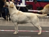 junior-winner-in-cacib-show-1-9-females-in-ring