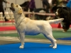 labrador-retriever-jgj