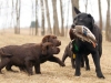 last-scene-from-hunting-series-rocheby-black-star
