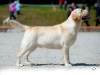new-junior-champion-orestes-gorska-fantazja-resto