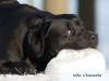 niko-after-cacib-show-13-02-2011-in-talinn-jn-winn