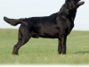 niko-today-http-okeanas-lt-niko-html-co-owner-gors
