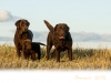 okeanas-family