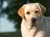 orestes-gf-resto-15-months-co-owner-beata-radoms