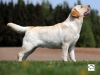 orestes-gorska-fantazja-resto-14-months-male-co-3163360291031